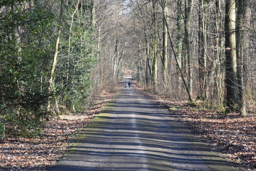 Wildnisentwicklungsgebiet im Schwerter Wald wird kartiert