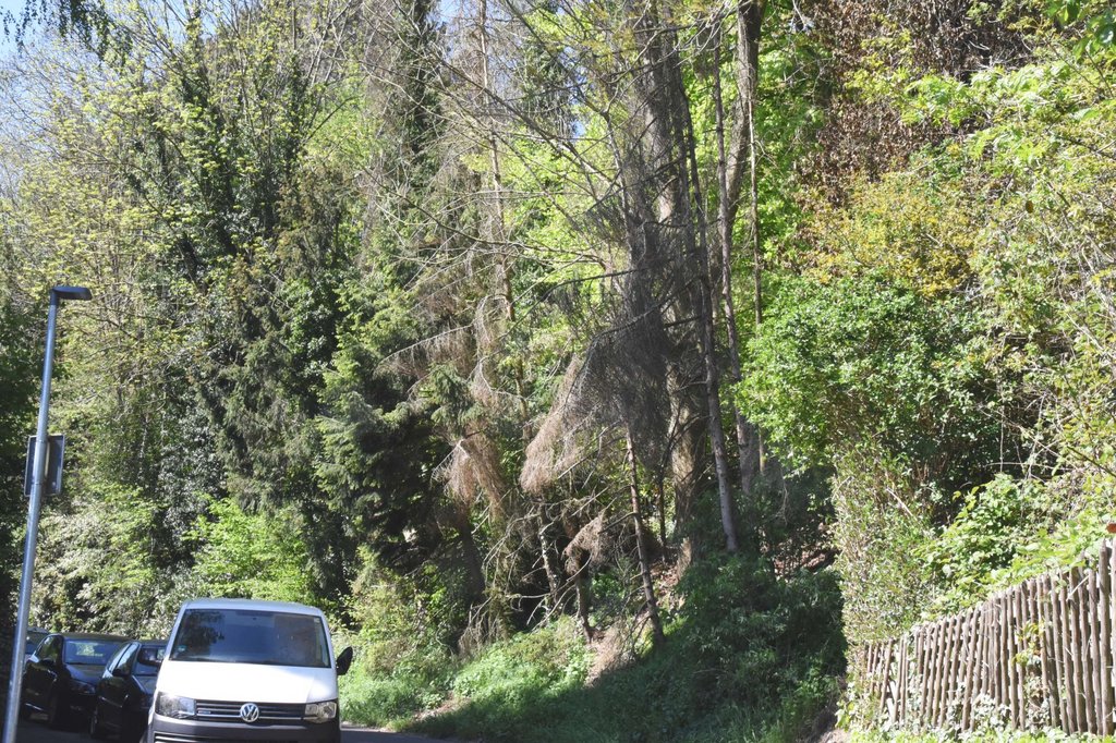 Verkehrssicherheit gefährdet: Fichten müssen fallen