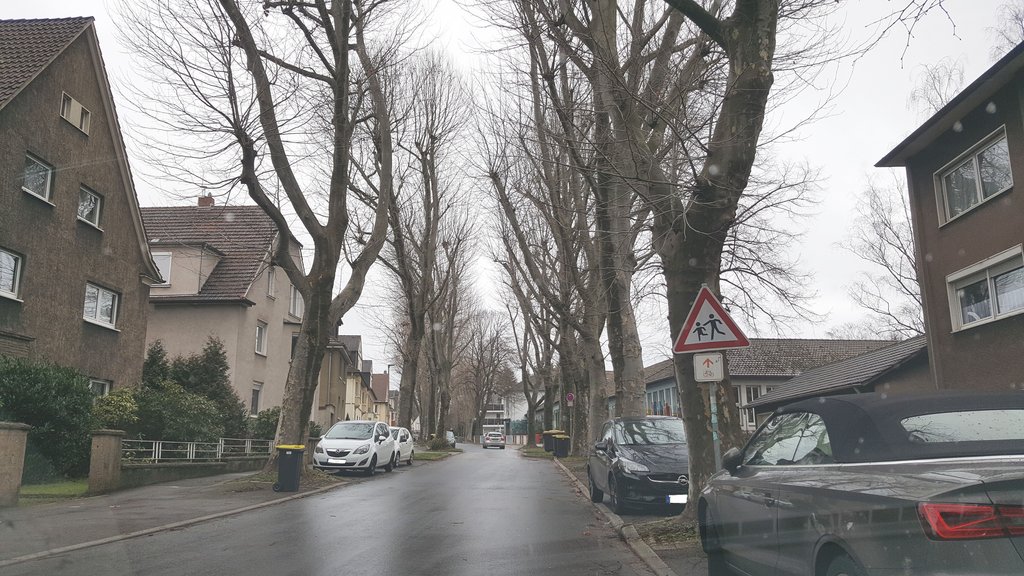 Platanen werden beschnitten: Bitte nicht in der Wittekindstraße parken