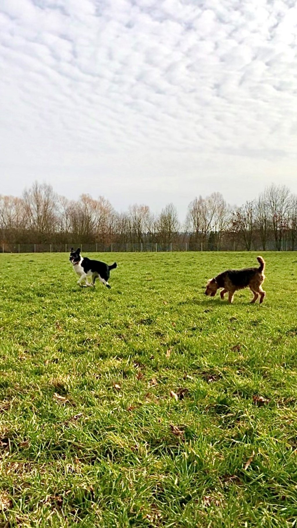Ein Platz für Hunde: Eingezäunte Wiese „Im Reiche des Wassers“ ist eröffnet