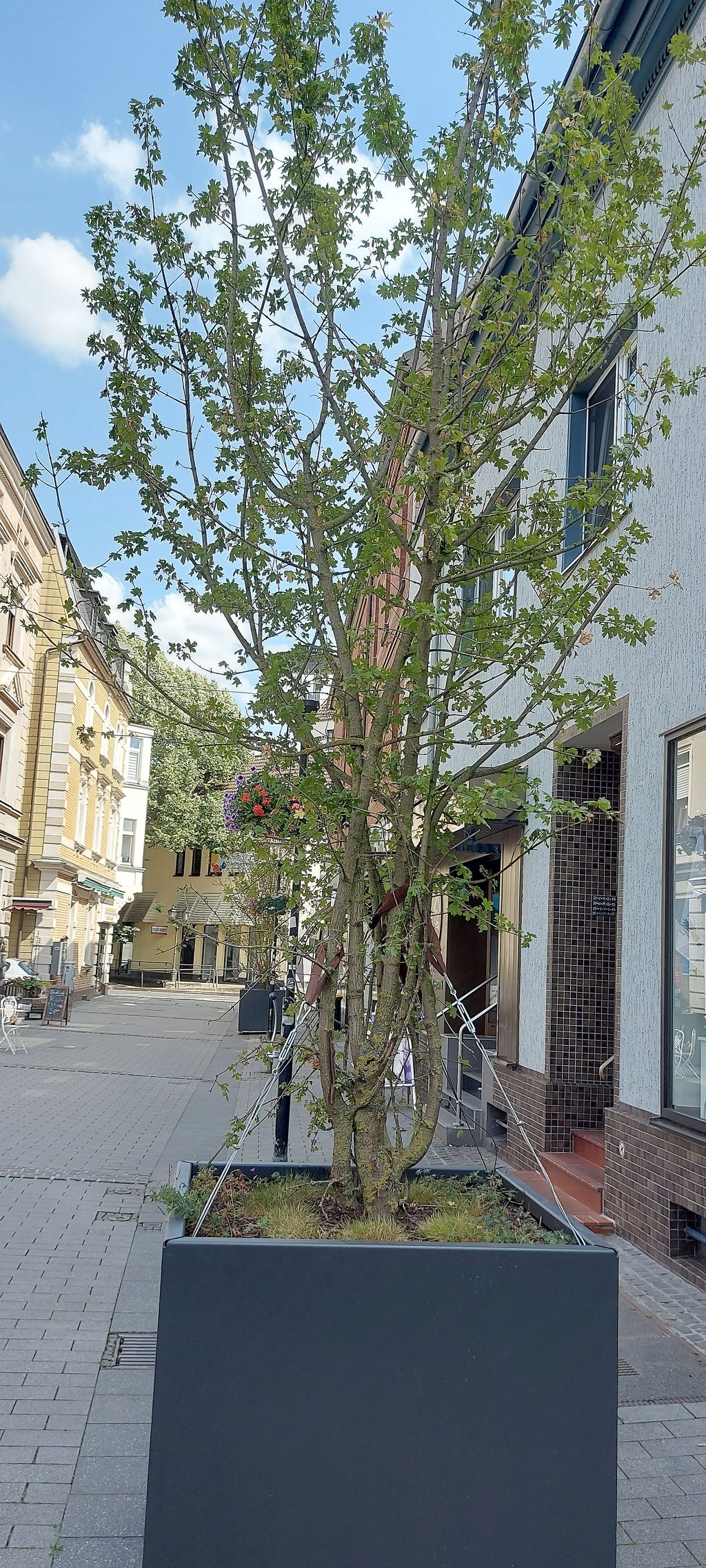 Ahorn und Zierkirsche: 15 Bäume für die Innenstadt