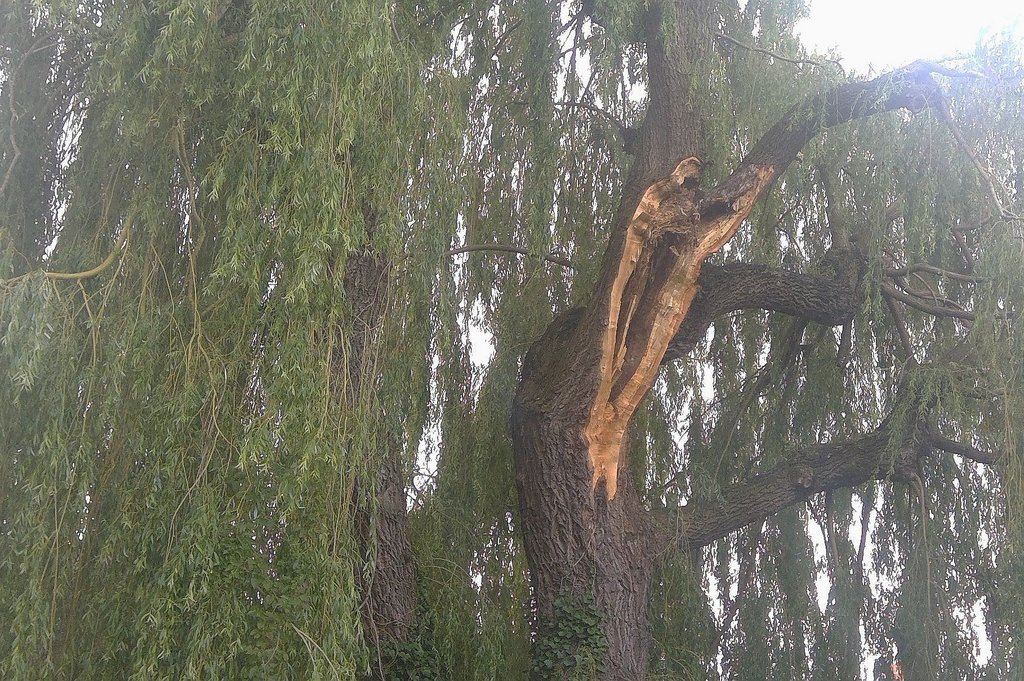 Innerlich verfault: Naturdenkmal an der Beckestraße muss gefällt werden