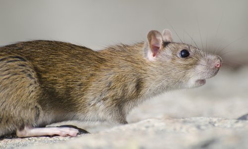 Closeup of a marsh rice rat under the sunlight with a blurry background