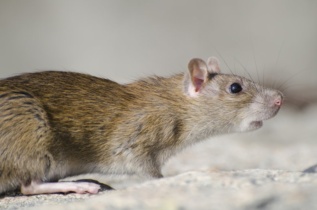 Closeup of a marsh rice rat under the sunlight with a blurry background