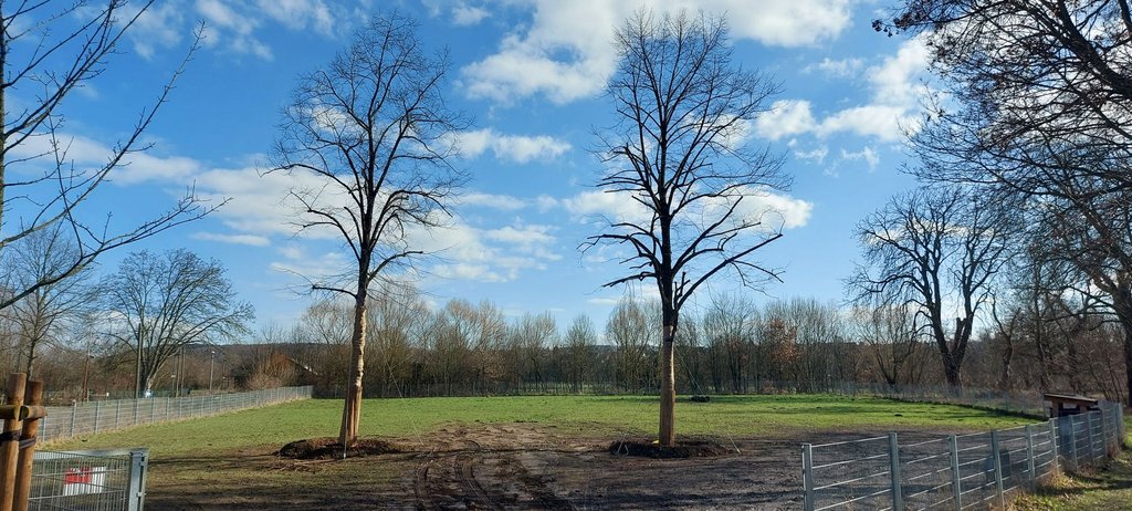 Marktlinden wurden auf die Hundewiese umgesetzt