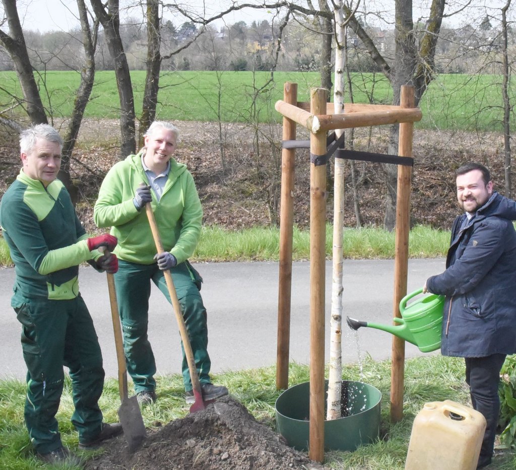 Bekenntnis zur Natur: Stadt pflanzt eine Moorbirke als Baum des Jahres