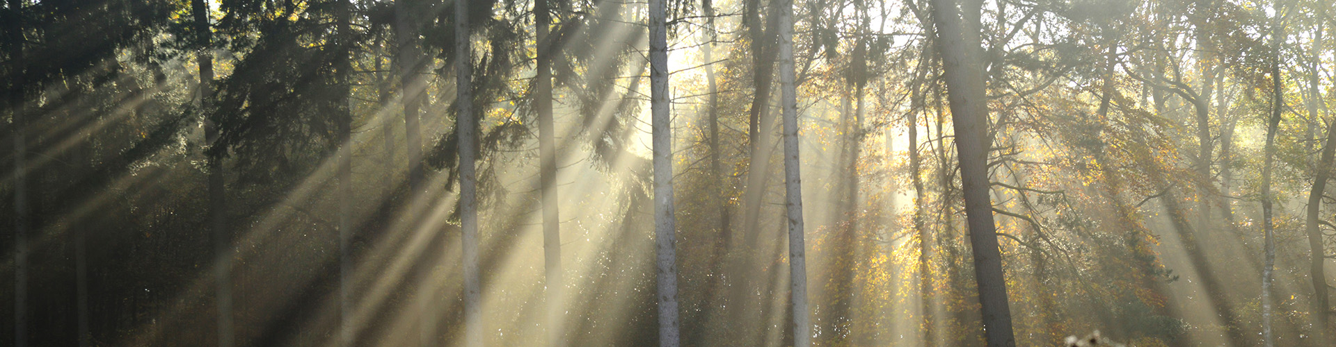 Herbstwald - Foto Stadt Schwerte, Ingo Rous